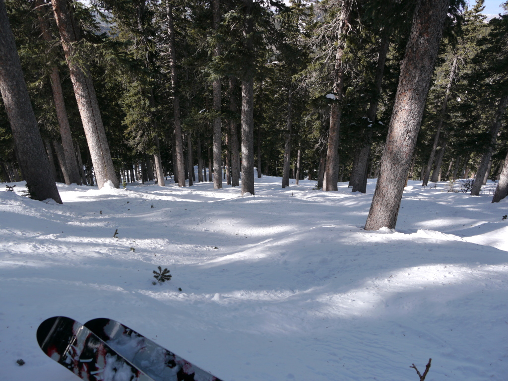 Ski Santa Fe tree skiing