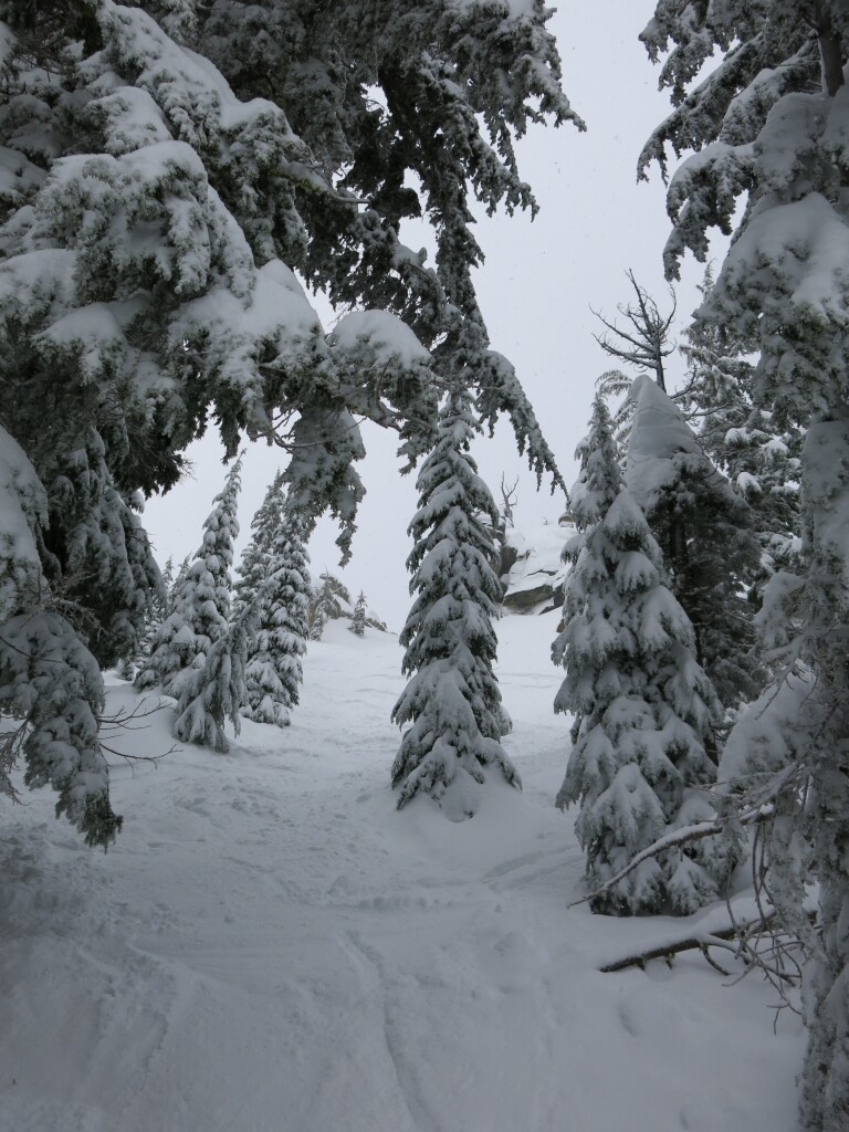Steep trees, Sierra at Tahoe, January 2016