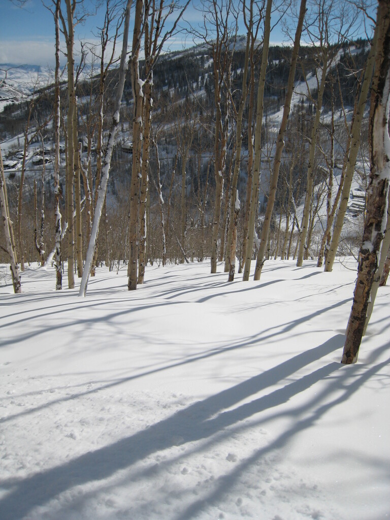 Aspens on a powder day at Deer Valley
