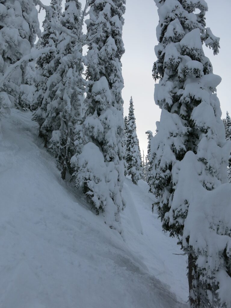 Steep trees at Brundage, December 2015