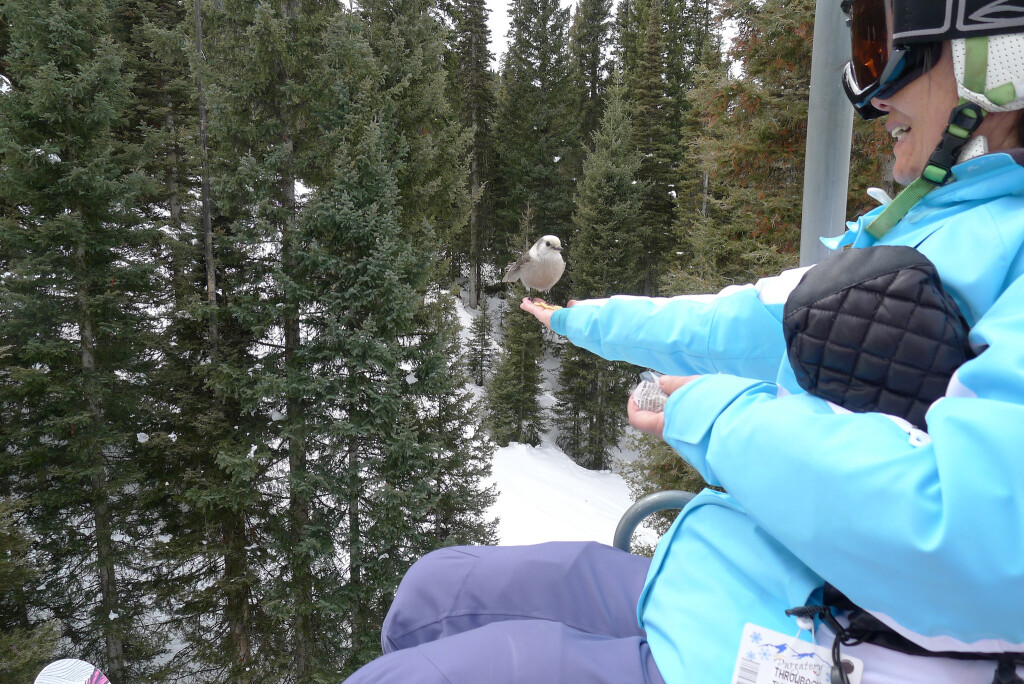 Friendly bird at Purgatory, March 2016