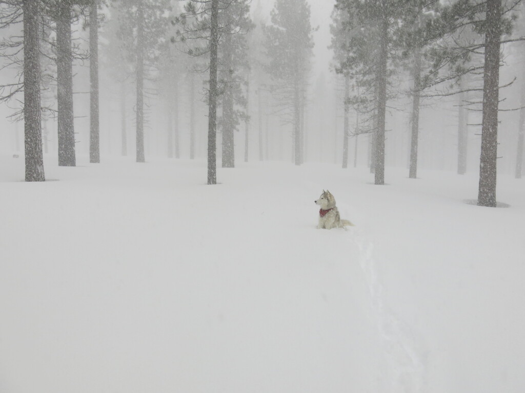 Another great XC ski with Sammy, March 5, 2017