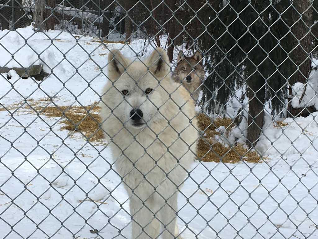 Wolves near Golden, BC, February 2018