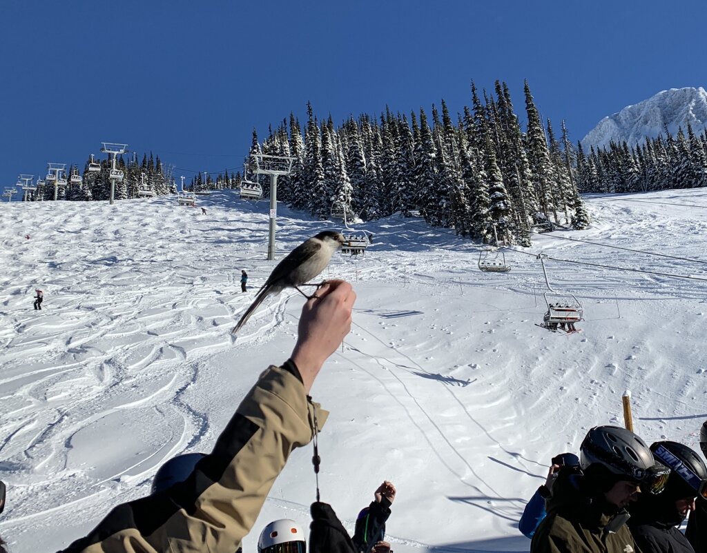 Lift Line Camp Robbers at 7th Heaven