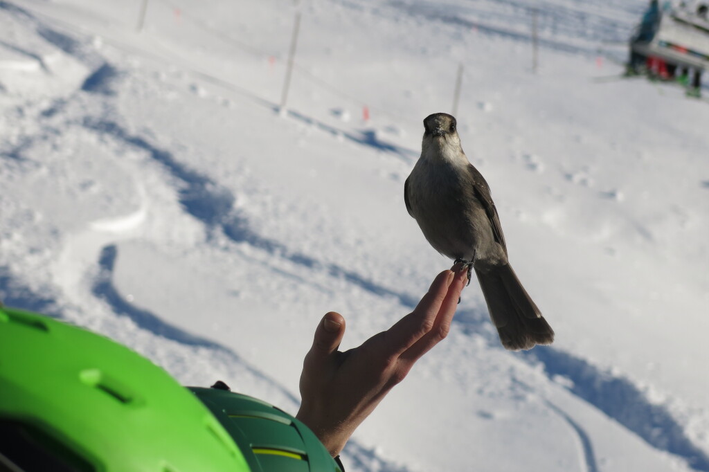 Camp Robbers in the 7th Heaven lift line at Blackcomb, December 2018