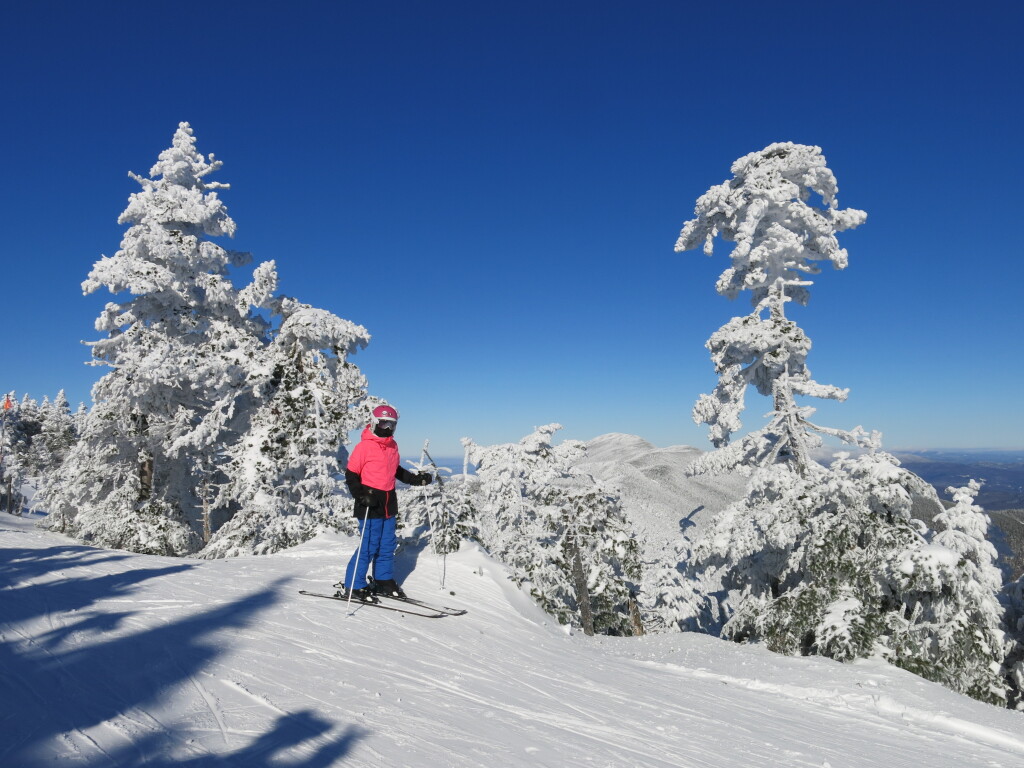 The namesake trees at Sugarbush, January 2019