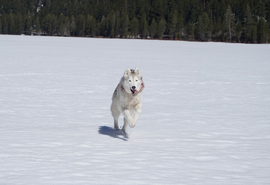Sammy in his natural element, late April 2019