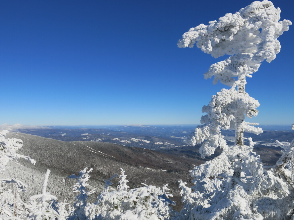 Namesake trees at Sugarbush, January 2019
