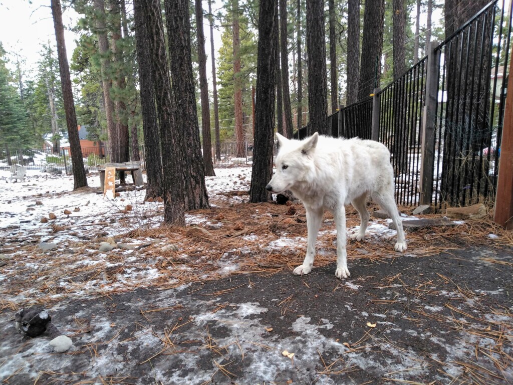 Wolf in South Lake Tahoe