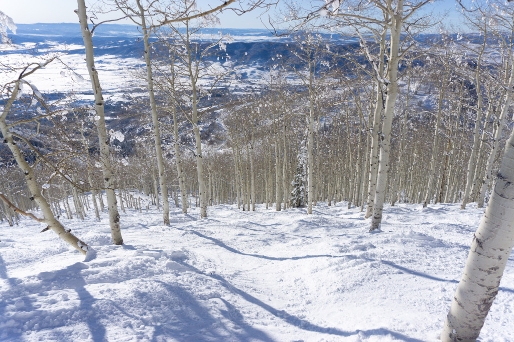 Shadows tree skiing at Steamboat, December 2019