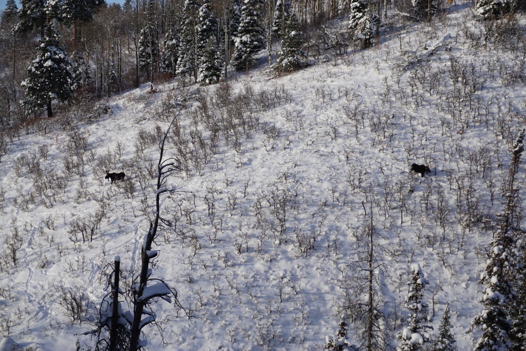 Moose spotted at Steamboat, December 2019