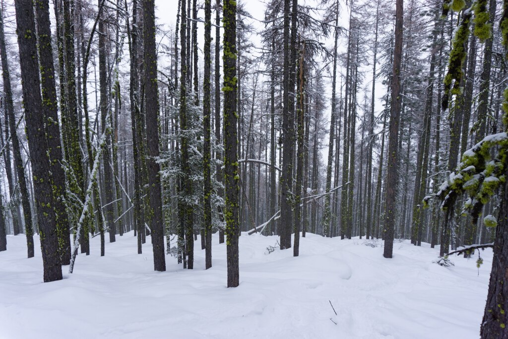 Tamarack forest, February 2020