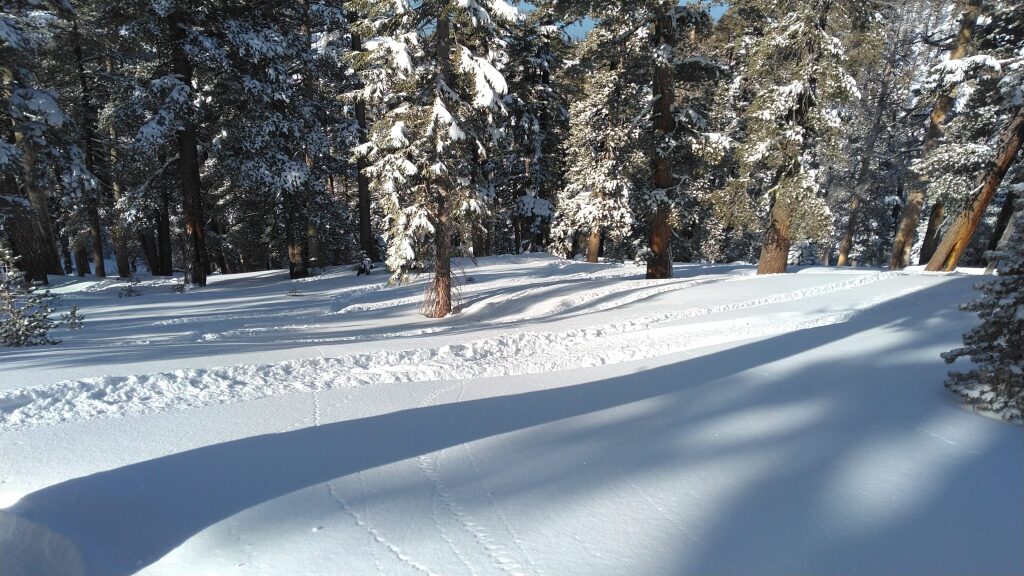 Heavenly powder in the trees, January 2020