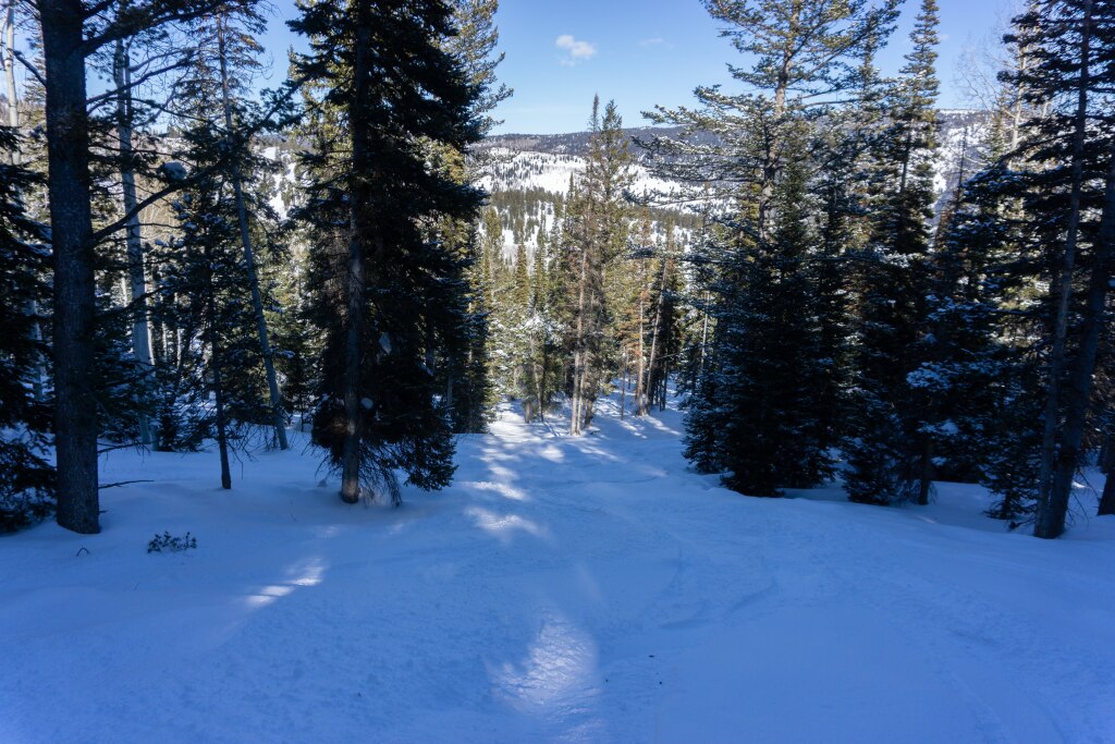 Trees off of Marge's Triple at Beaver Mountain, February 2020