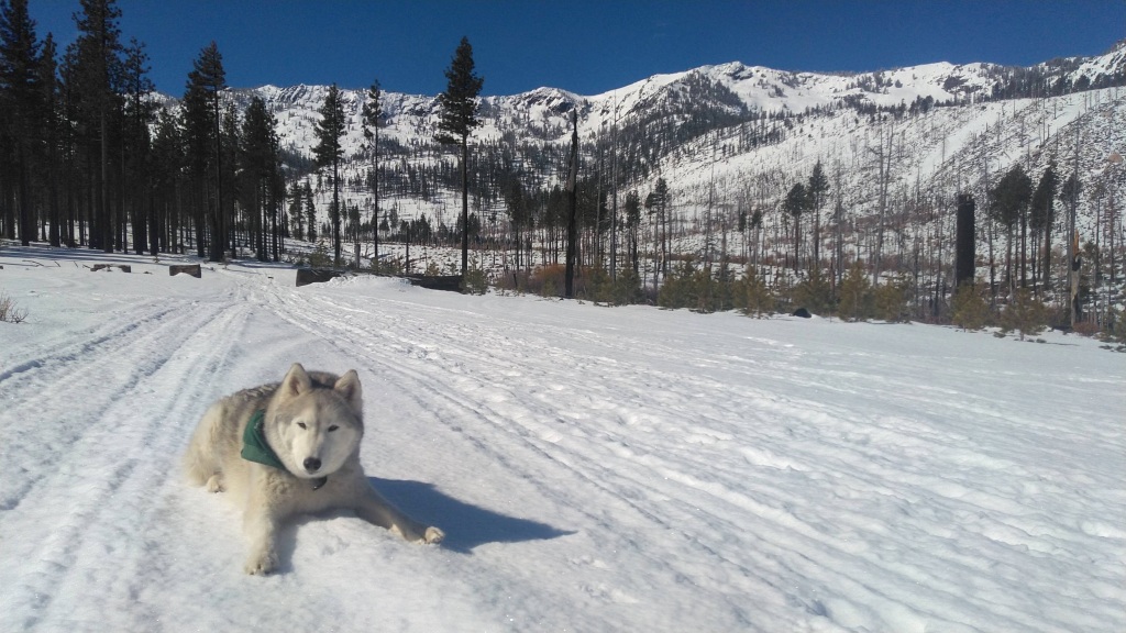 XC skiing near our house April 10th, 2020
