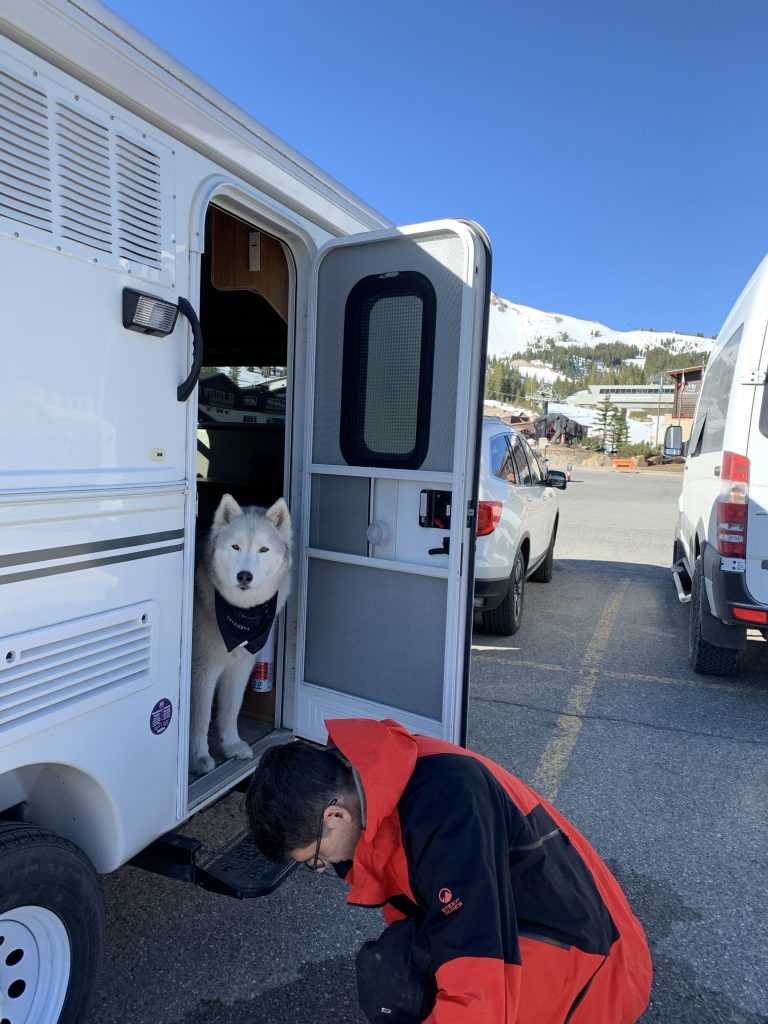 Sammy the Husky hangs out in the trailer at the Mammoth Main Lodge parking, May 2021
