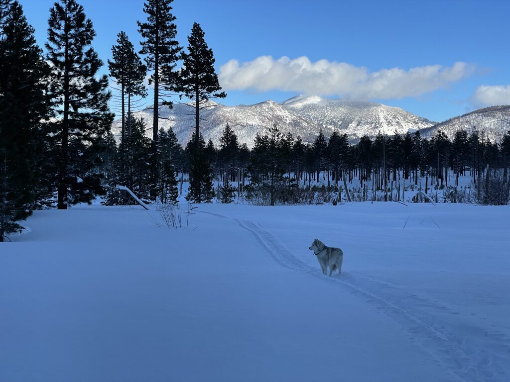 XC Skiing with Sammy - December 2021