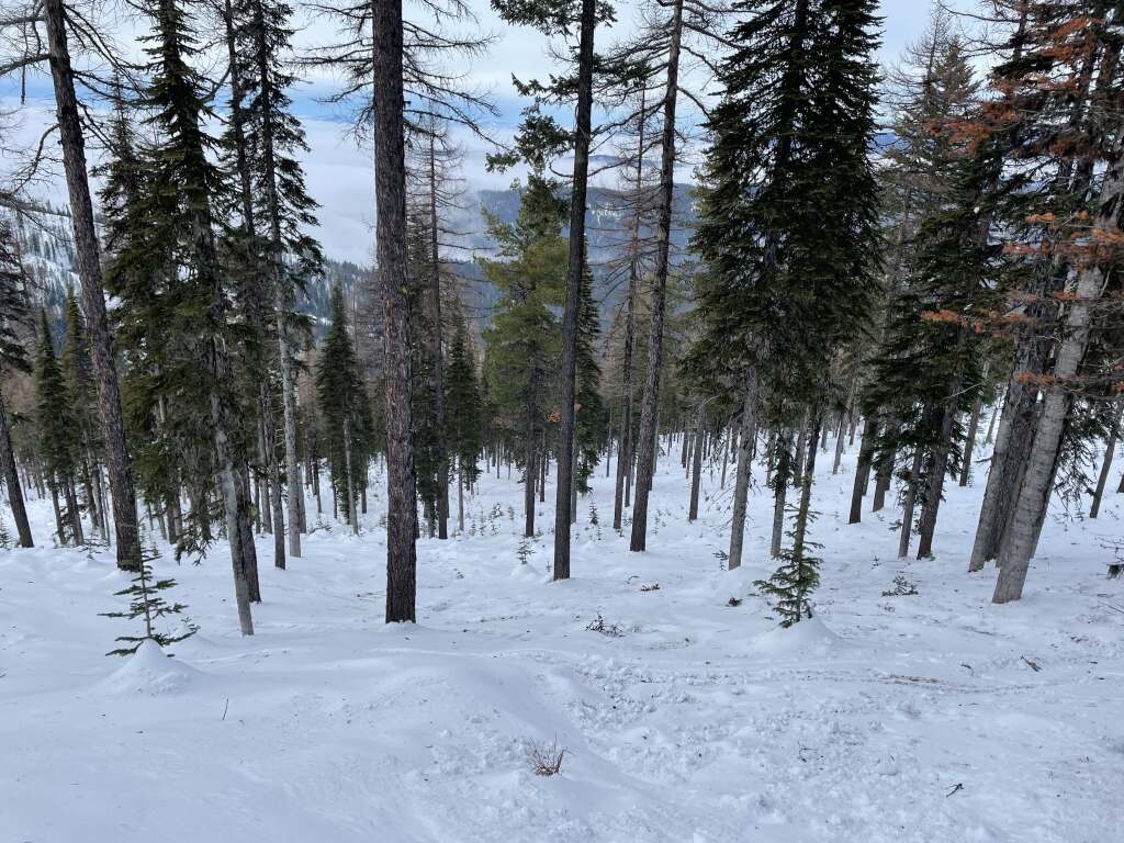 "Upper Cy's Glades" at 49° North, January 2022