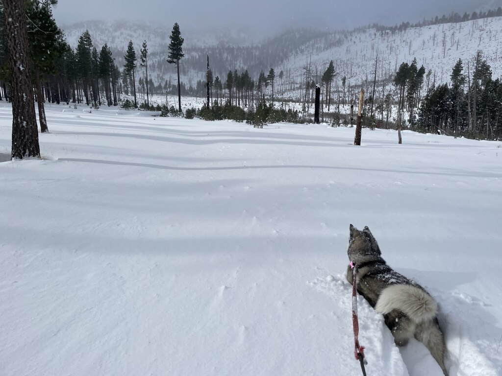 Rosie breaks trail on November 9th, 2022