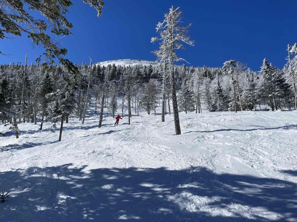 Widely spaced glades at Sugarloaf, March 2023