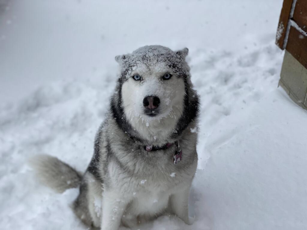 Rosie doesn't mind the snow, March 2024