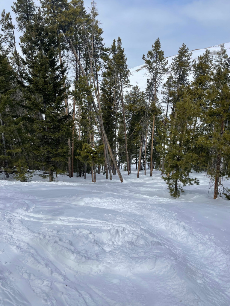 Lots of skiable trees at Pine Creek, March 2025